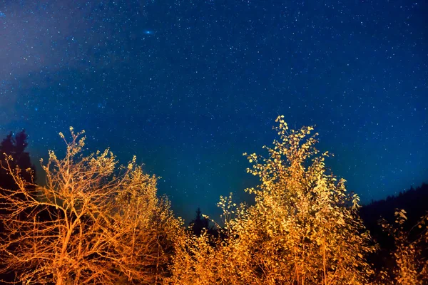 Tajemství podzimním lese s oranžovými stromy — Stock fotografie