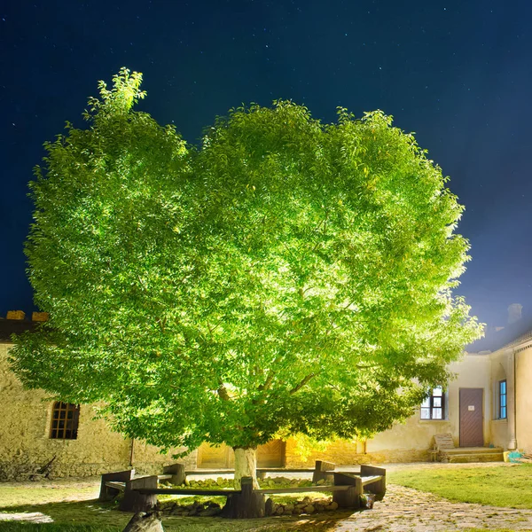 Зеленое светящееся дерево, окруженное деревянным забором — стоковое фото