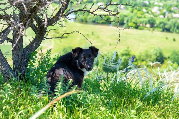 Perro negro en hierba verde del campo —  Fotos de Stock