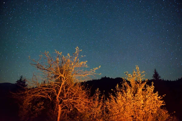 Mystery őszi erdő narancsfák — Stock Fotó