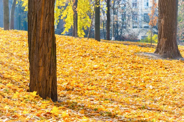Πορτοκαλί φθινοπωρινά πάρκο πέσει φύλλα — Φωτογραφία Αρχείου