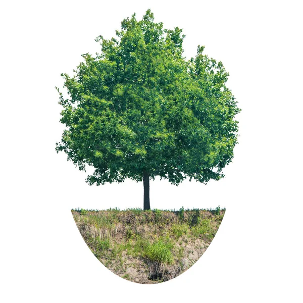 Groene boom met stuk grond — Stockfoto