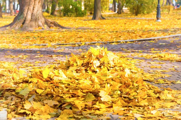 Куча осенних желтых листьев — стоковое фото