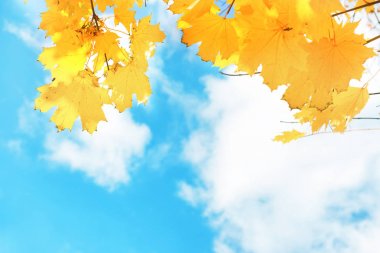 Sonbahar sarı ve turuncu akçaağaç yaprakları 