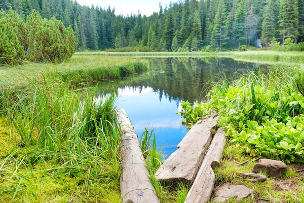 Озеро в окружении соснового леса — стоковое фото