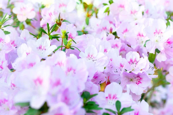 분홍빛 봄 꽃 — 스톡 사진