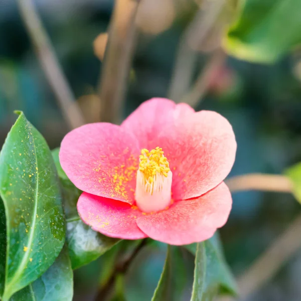 Rote Frühlingsblume im Garten — Stockfoto