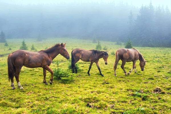 Stádo hnědých koní pasoucí se na poli — Stock fotografie