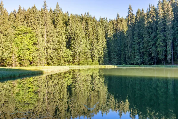 Floresta de pinheiros refletindo na superfície da água — Fotografia de Stock
