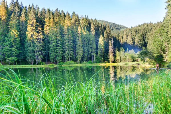 Bosque de pinos reflejándose en la superficie del agua —  Fotos de Stock