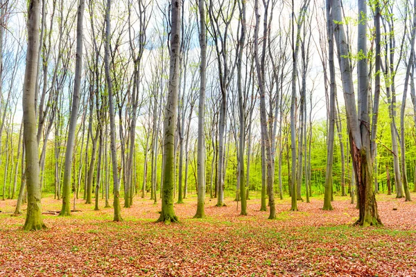 Herfst bos met gele gevallen bladeren — Stockfoto