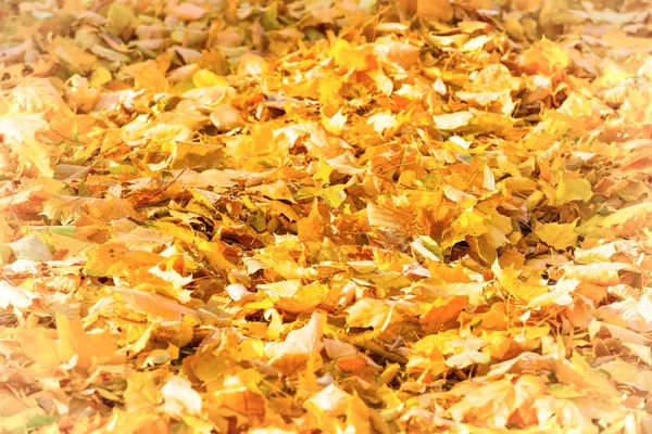 Autumn fallen leaves in park — Stock Photo, Image