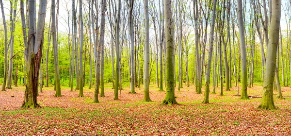 Autumn forest with yellow fallen leaves — Stock Photo, Image