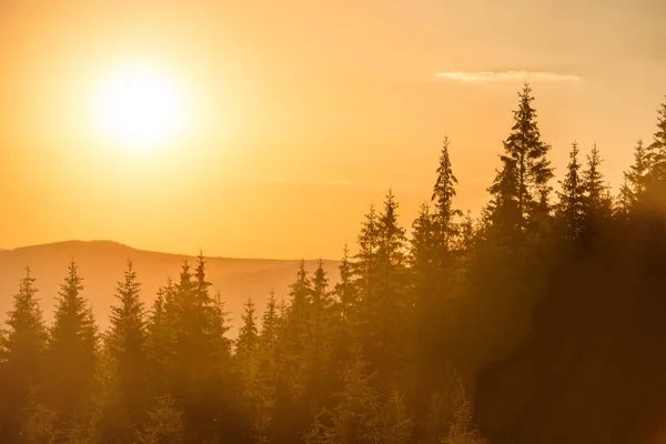 Sunset in mountains with forest — Stock Photo, Image