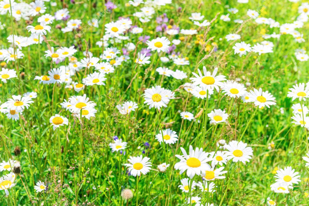 field of white flowers daisies