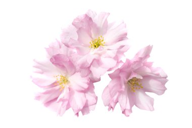 pembe sakura çiçekler