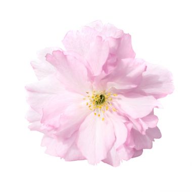 pembe sakura çiçekler