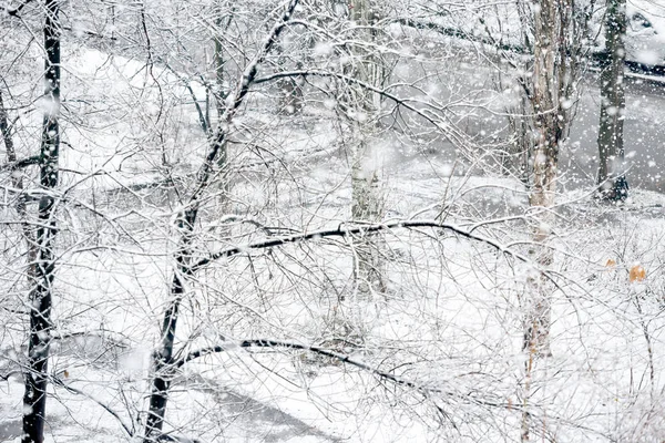 Queda de neve no parque de inverno — Fotografia de Stock