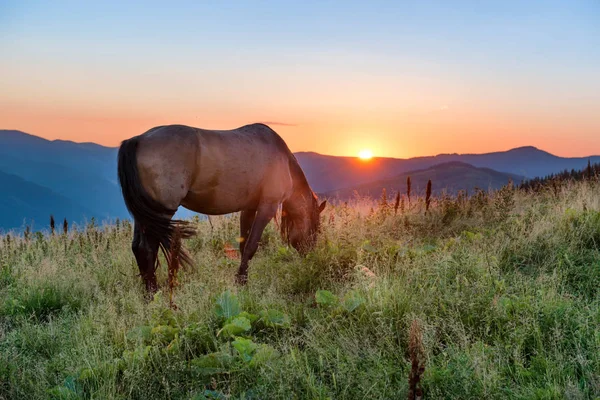 Hnědý kůň pasoucí se — Stock fotografie