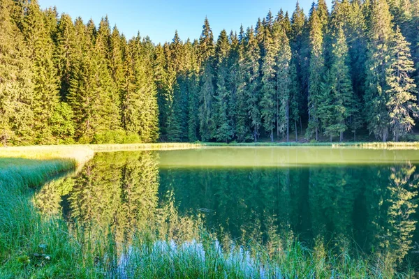 山中的森林湖 — 图库照片