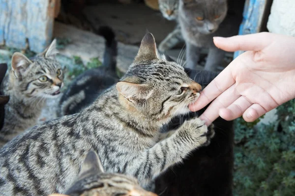 Feeding group of alley cats — Stock Photo, Image