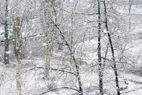 Śniegu w zimie park — Zdjęcie stockowe