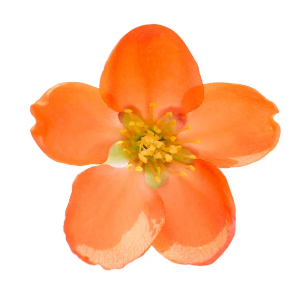 Kırmızı çiçek kafa — Stok fotoğraf