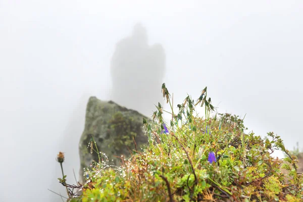 Felsen und nasses Gras — Stockfoto