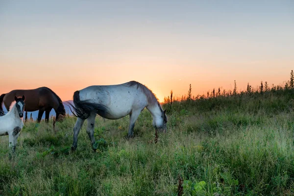 Paarden grazen op veld — Stockfoto