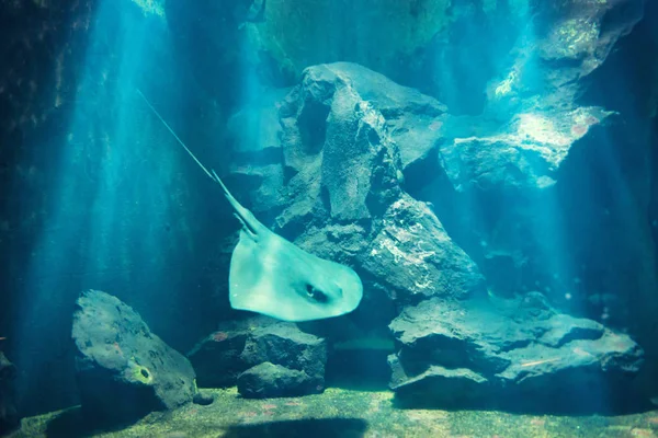 Rayo Manta flotando bajo el agua — Foto de Stock