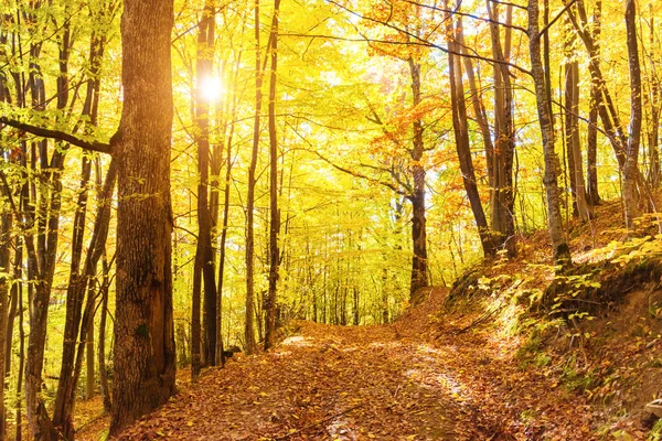 Morning in autumn forest — Stock Photo, Image