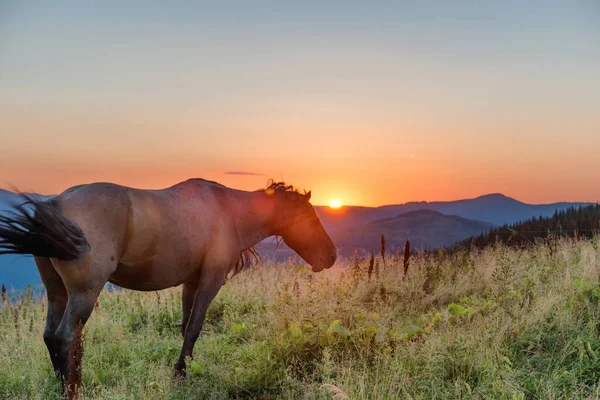 Hnědý kůň pasoucí se — Stock fotografie