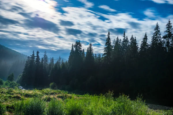 çam ağaçları ile orman 