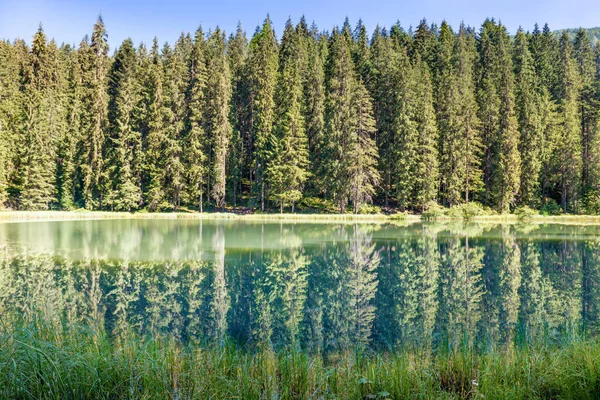 Bos meer in de bergen — Stockfoto