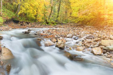 Nehir akarsu ile sonbahar orman
