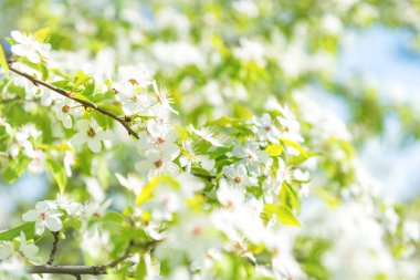 Bir çiçeği kiraz ağacı üzerinde beyaz çiçekler