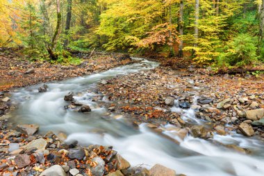 Nehir akarsu ile sonbahar orman