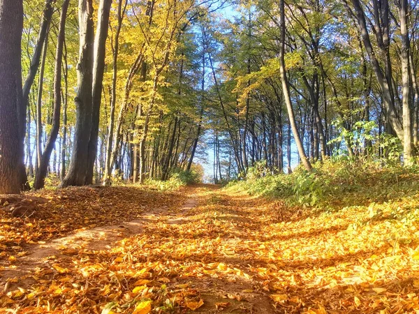 秋天五颜六色的森林与桔子叶子 — 图库照片