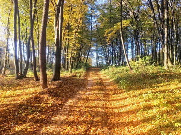 秋天五颜六色的森林与桔子叶子 — 图库照片