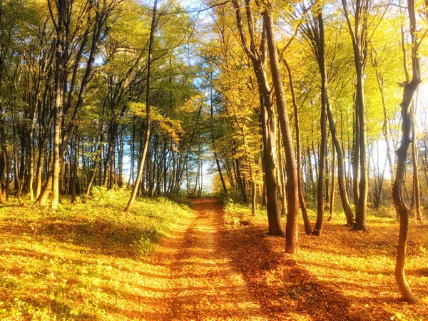 Bosque colorido de otoño con hojas naranjas —  Fotos de Stock