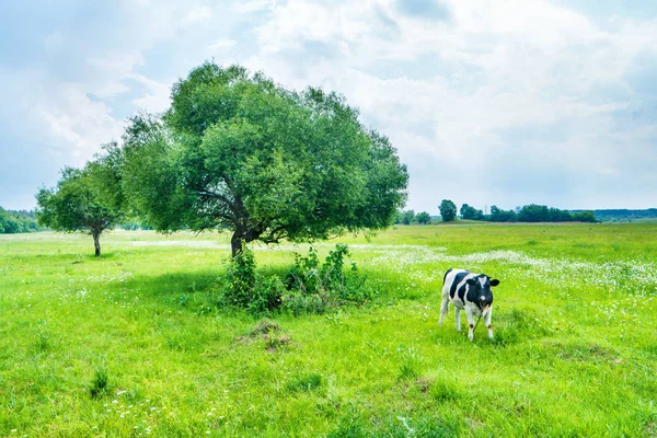 在绿色的原野上的黑牛 — 图库照片