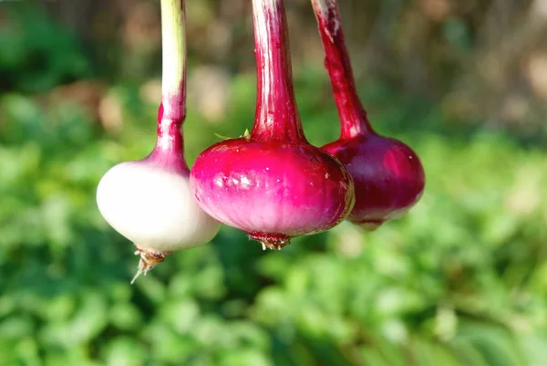 Bund rote Zwiebeln — Stockfoto