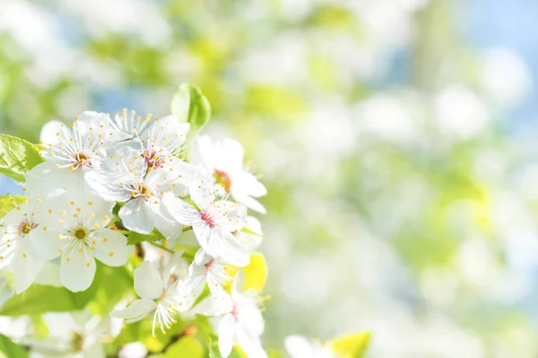Flores brancas em uma árvore de cereja de flor — Fotografia de Stock