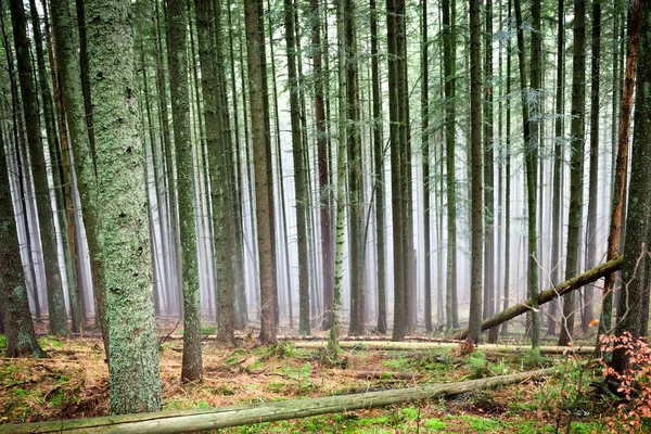 Mysterieuze mist in het groene bos — Stockfoto