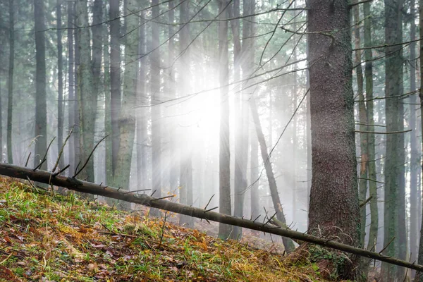 Mysterieuze mist in het groene bos — Stockfoto