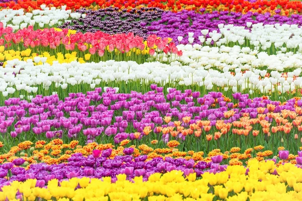 Fältet av färgglada blommor tulpaner — Stockfoto