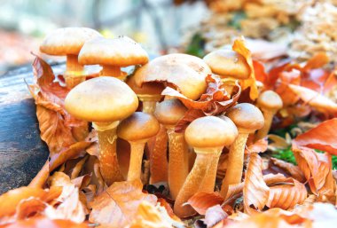 Mantar mantar (armillaria mellea) orman tatlım