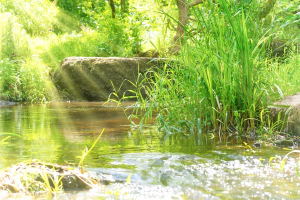 ÐŸÐ¾Ñ‚Ð¾Ðº Ð¢Ñ€Ð¾Ð¿Ð¸Ñ‡ÐÑÐºÐ¸Ñ… Ð›ÐÑÐÑ… ÐžÐºÑ€ÑƒÐÐÑŽÑ‰ÐÐ¹ Ð¡Ñ€ÐÐ´Ñ‹ Ð¡Ð¾ÐÐ½ÐÑ‡Ð½Ñ‹Ð¹ ÐŸÐÐ¹ÐÐÐ â€” ÑÑ‚Ð¾ÐºÐ¾Ð²Ð¾Ð Ñ„Ð¾Ñ‚Ð¾