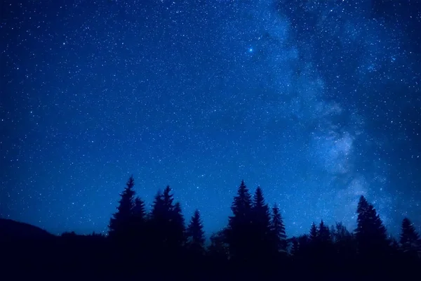 Nachtwald Mit Kiefern Unter Dunkelblauem Himmel Mit Vielen Sternen — Stockfoto