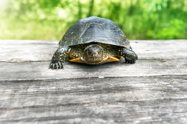 Tortue Sur Bureau Bois Avec Herbe Sur Fond — Photo